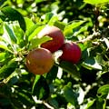 Frühreife Äpfel