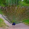 Pfau vor der Mühle